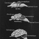 Illustration for article titled How Did Brains Evolve?